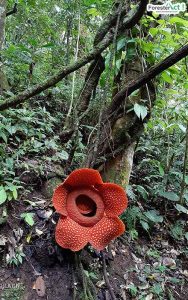 Bunga Rafflesia arnoldii