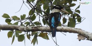 Raja Udang Irian Sayap Biru/Blue-winged Kookaburra (Dacelo leachii) (Diambil oleh Siti Hudaiyah)