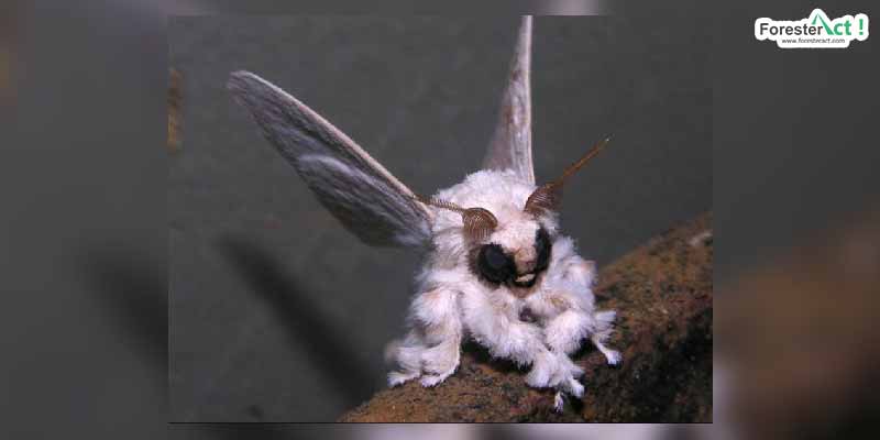 Poodle Moth (wikipedia.com)