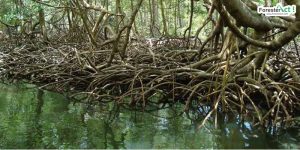 Hutan Mangrove (pinterest.com)