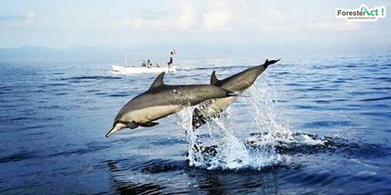 Lumba-lumba di Pantai Lovina (instagram.com)