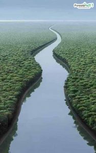 Sungai Amazon (pinterest.com)