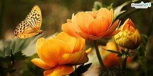 Sumber daya hayati (pixabay.com)