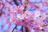 Bunga sakura (pexels.com)