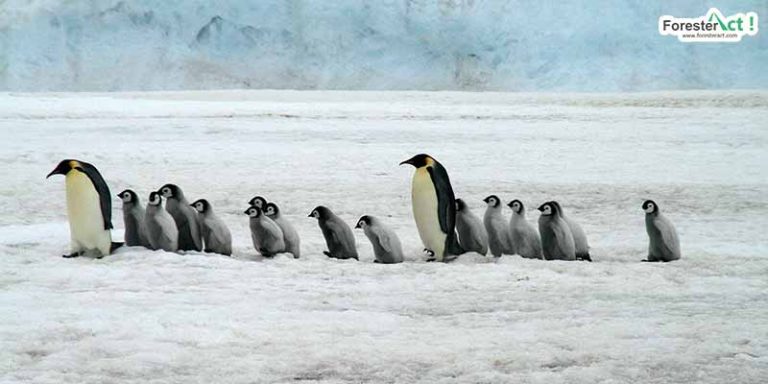 Penguin di Kutub (pixabay.com)
