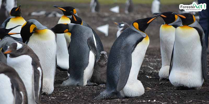 Penguin hidup berkoloni (pixabay.com)