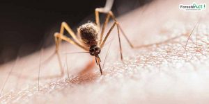 Nyamuk menghisap darah (pexels.com)