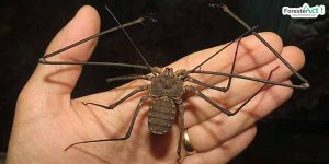 Tailles Whip Scorpion