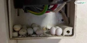 Telur cecak