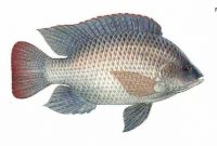 Morfologi ikan nila