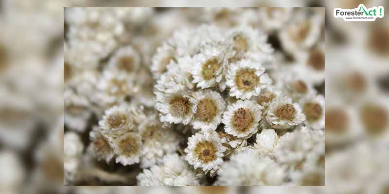 Dijuluki bunga abadi (pixabay.com)