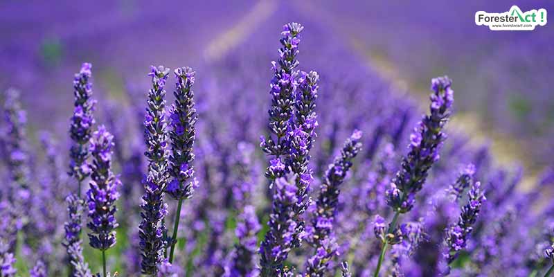 Lavender (pixabay.com)