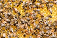 Koloni lebah