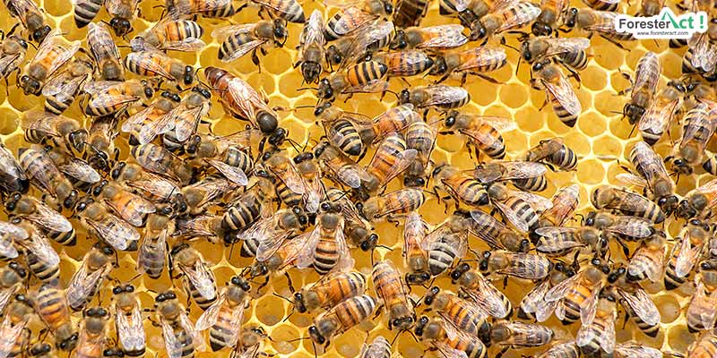Koloni lebah