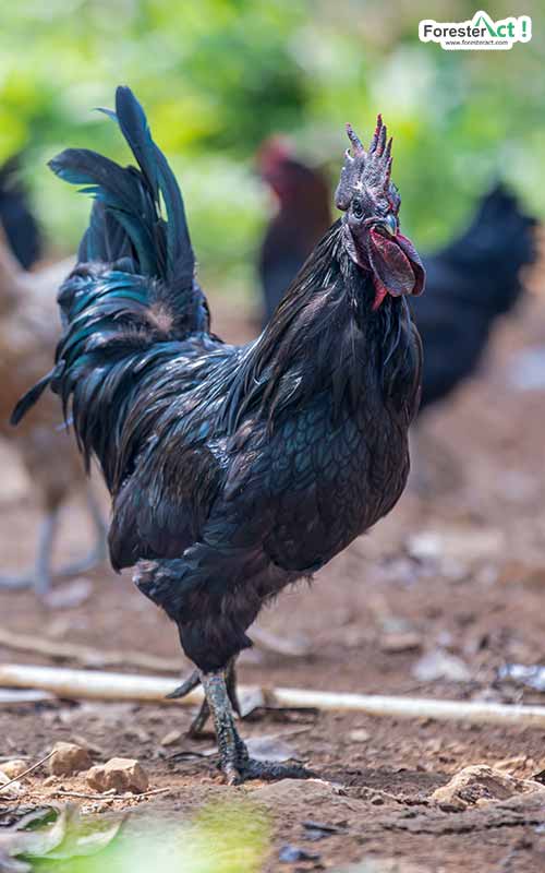 Ayam cemani dewasa (pexels.com)