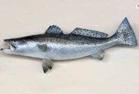 Morfologi salmon