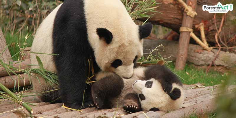Panda-dan-Anaknya