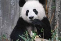Panda-makan-bambu
