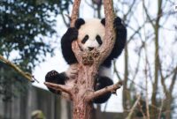 Panda-memanjat-pohon