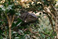iguana-di-pohon