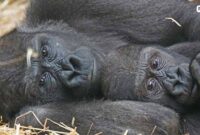 Gorilla-dan-anaknya