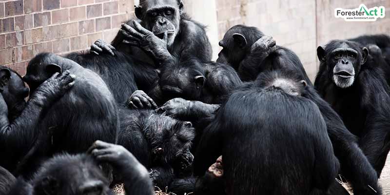 Koloni-simpanse