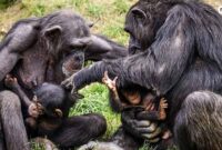 Simpanse-dan-anaknya