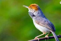 Burung-Prenjak-Kepala-Merah