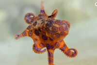 Blue-Ringed-Octopus