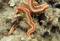 Bristle-Worm