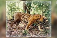 Panthera-tigris-balica