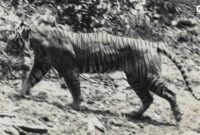 Panthera-tigris-sondaica