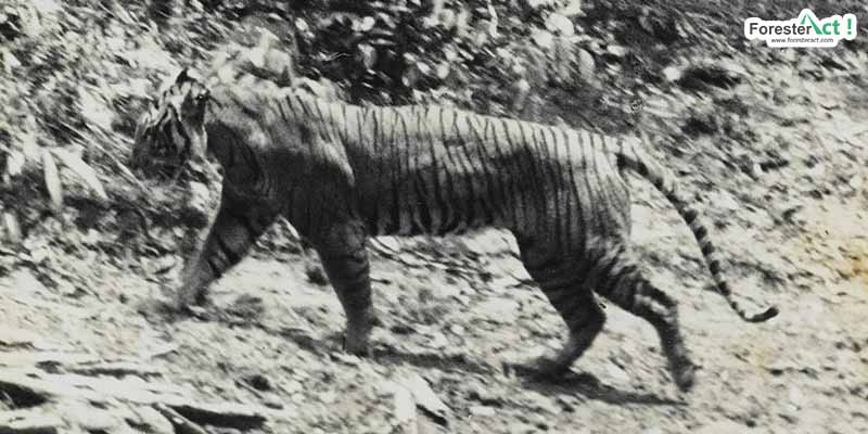 Panthera-tigris-sondaica