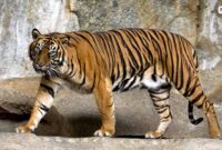 Panthera-tigris-sumatrae