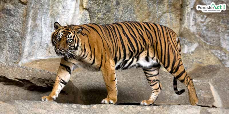 Panthera-tigris-sumatrae