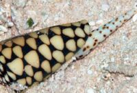 The-Marbled-Cone-Snail