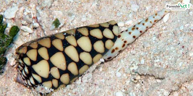 The-Marbled-Cone-Snail