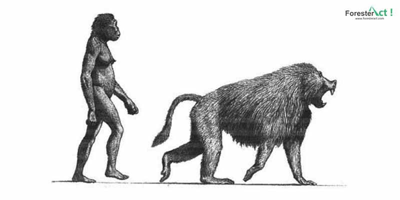 Perbandingan-dinopithecus