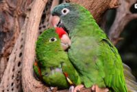 Pasangan-lovebird