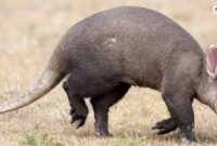 aardvark